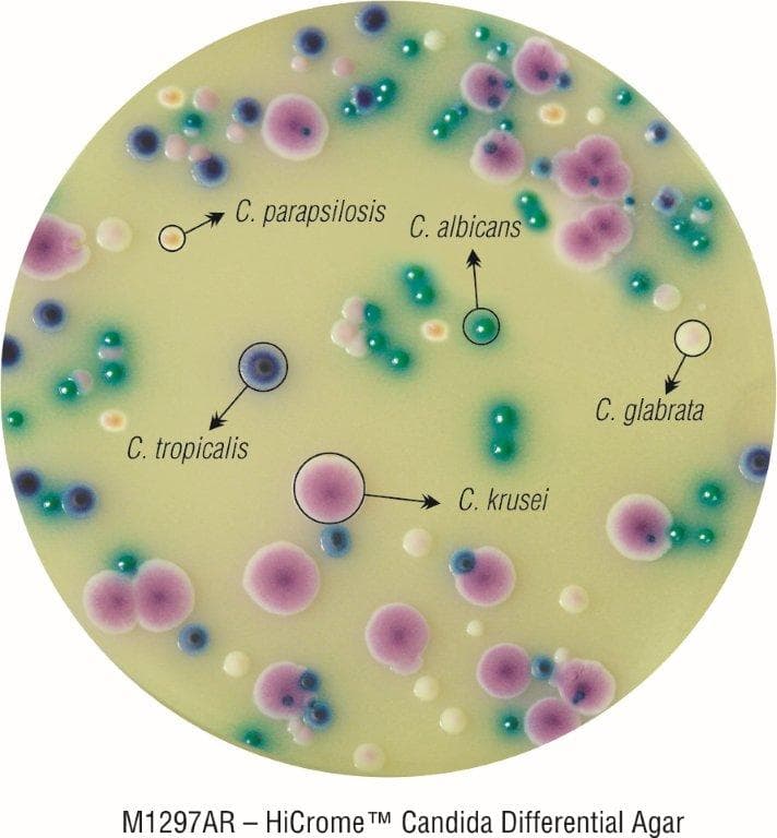 CHROMOGENIC CANDIDA AGAR (CHROMOGENIC CANDIDA DIFFERENTIAL AGAR) - 3