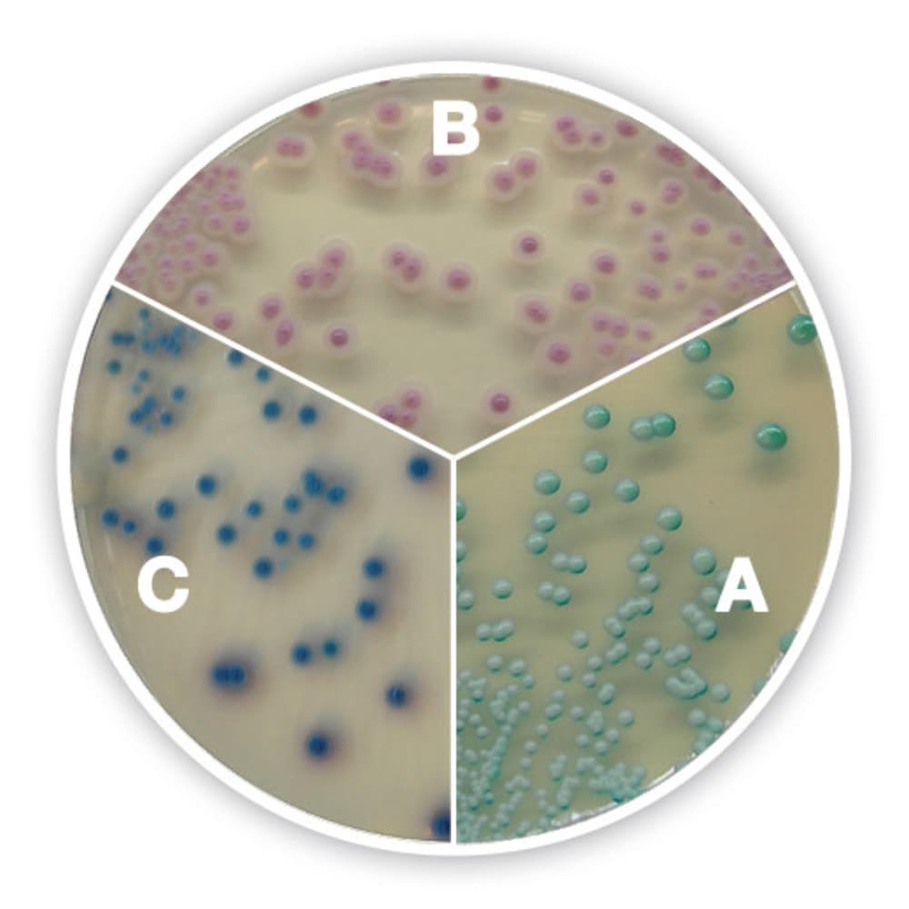 CHROMOGENIC CANDIDA AGAR (CHROMOGENIC CANDIDA DIFFERENTIAL AGAR) - 4
