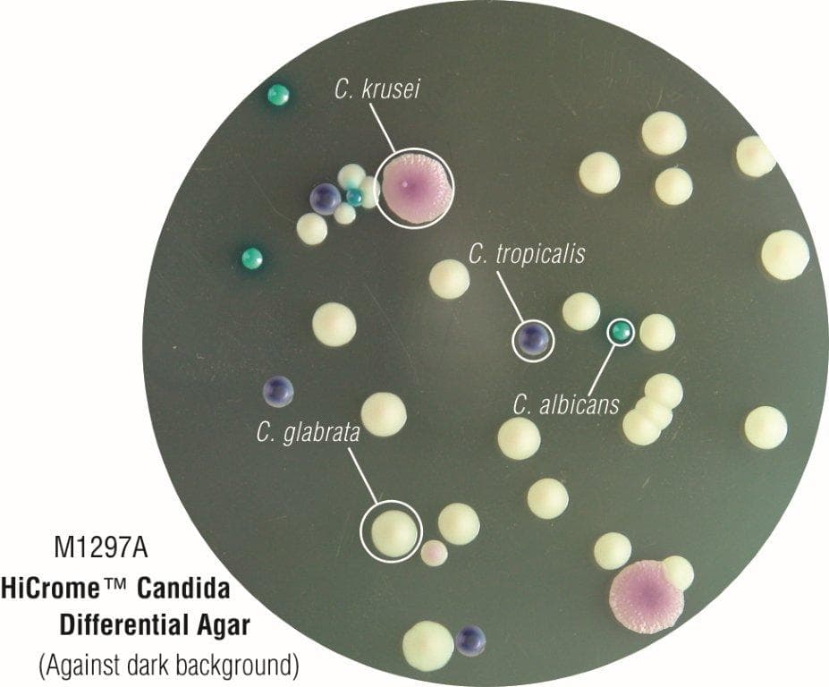 CHROMOGENIC CANDIDA AGAR (CHROMOGENIC CANDIDA DIFFERENTIAL AGAR) - 5