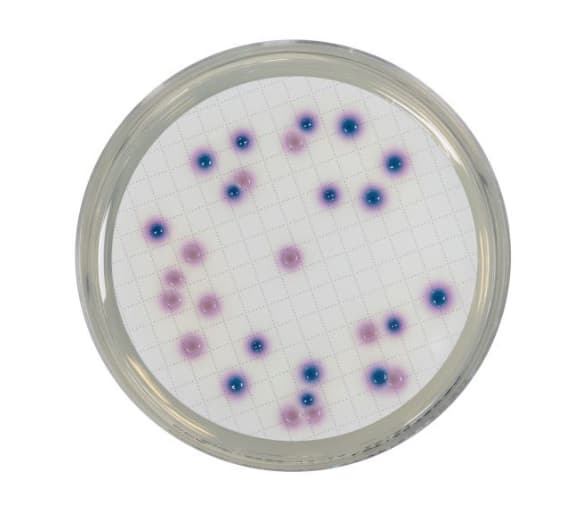 CHROMOGENIC COLIFORM AGAR W/ SLS - 4