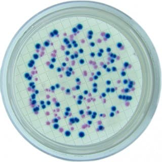 CHROMOGENIC COLIFORM AGAR W/ SLS - 5