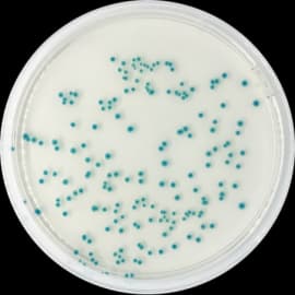 CHROMOGENIC E. COLI AGAR (CHROMOGENIC TRYPTONE BILE GLUCURONIDE AGAR) TBX AGAR - 2