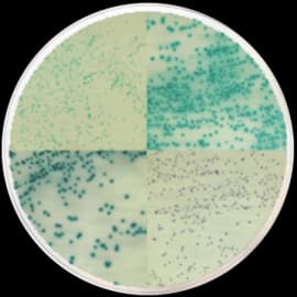 CHROMOGENIC E. COLI AGAR (CHROMOGENIC TRYPTONE BILE GLUCURONIDE AGAR) TBX AGAR - 4