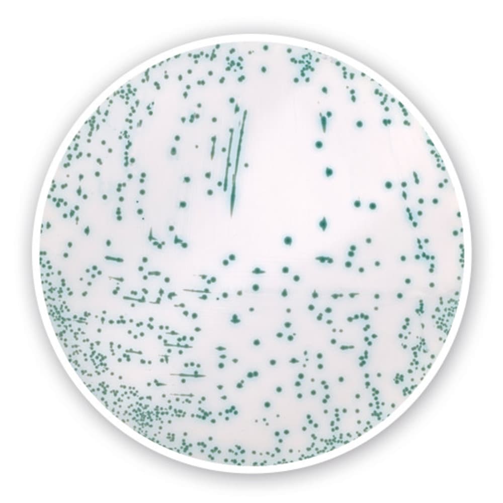 CHROMOGENIC MERESA AGAR BASE - 3