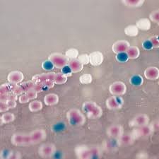 CHROMOGENIC VIBRIO AGAR - 4