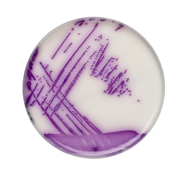 CHROMOGENIC SALMONELLA AGAR MODIFIED - 3