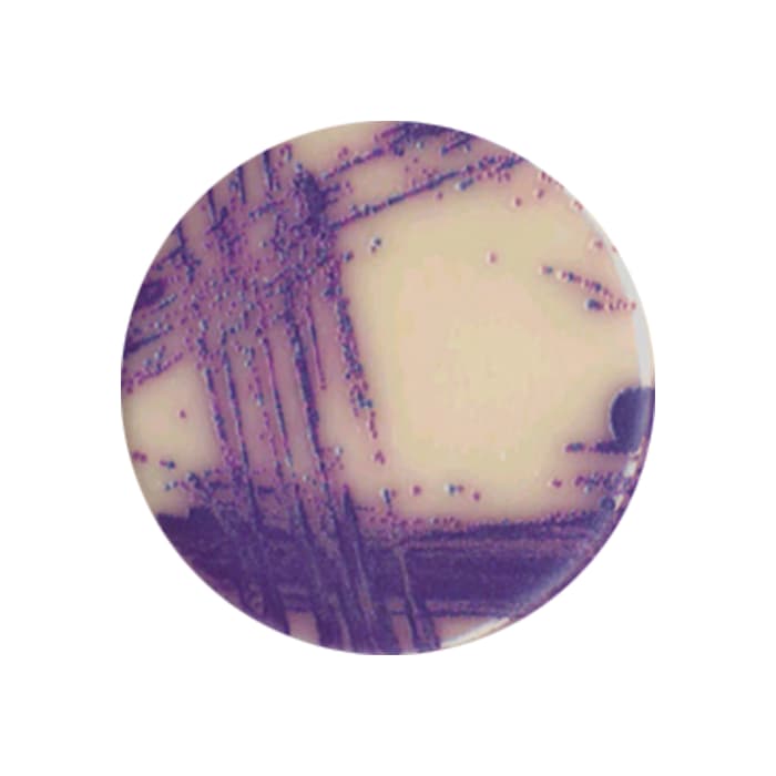 CHROMOGENIC SALMONELLA AGAR MODIFIED - 5